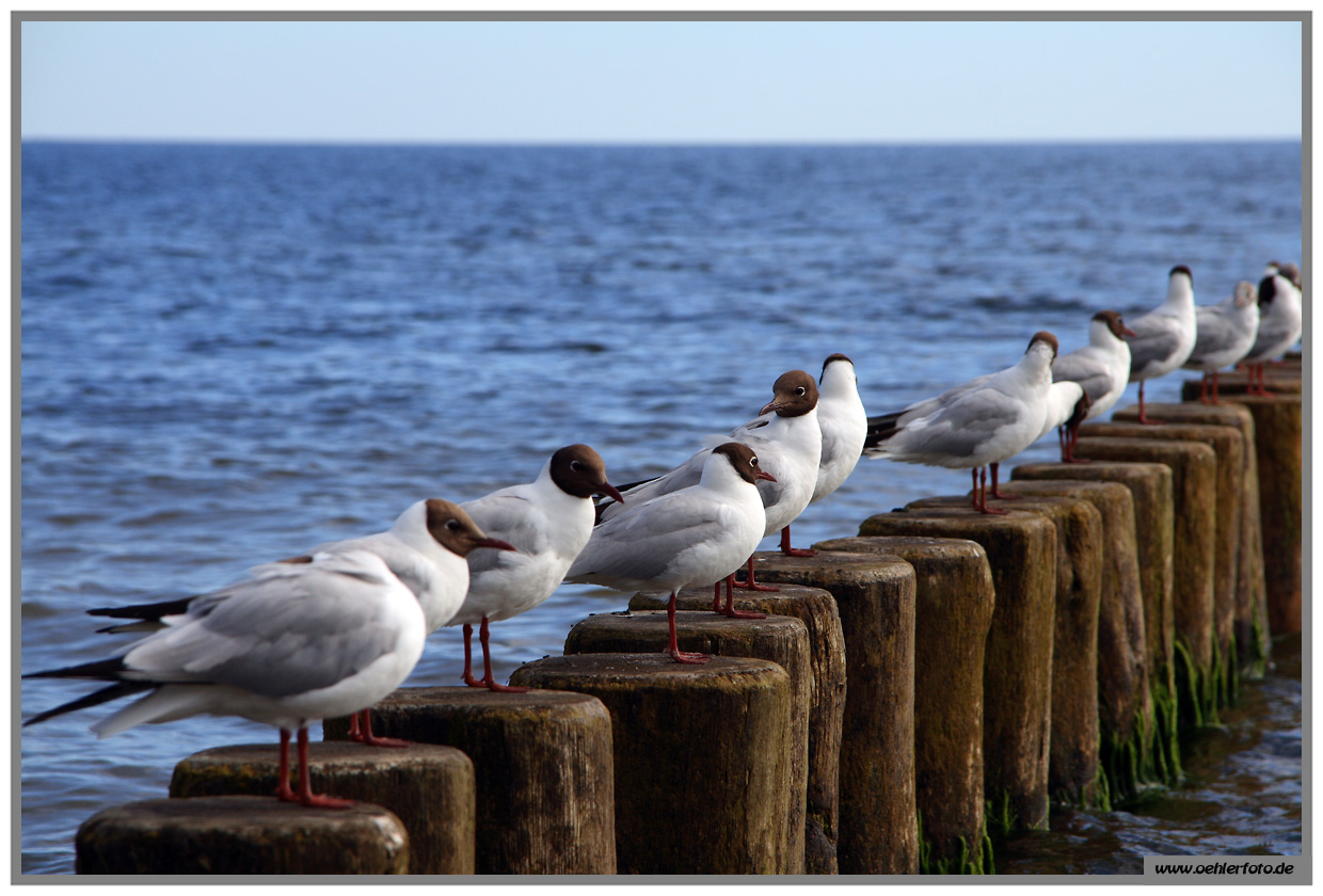 usedom 02